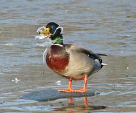 6_pack_duck_270x224
