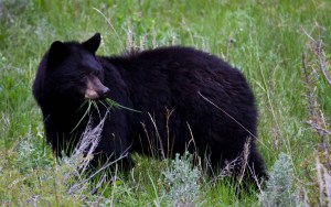 black-bear-blog